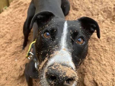 Betty spaghetti | Lurcher | Loughborough - 4