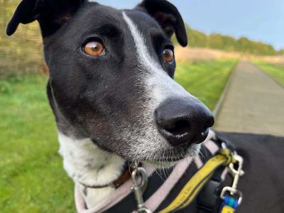 Betty spaghetti | Lurcher | Loughborough - 4