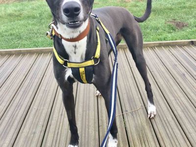 Betty spaghetti | Lurcher | Loughborough - 2