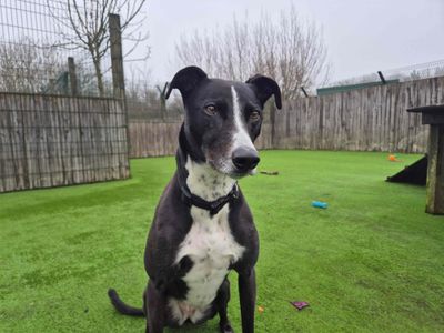 Betty spaghetti | Lurcher | Loughborough - 2