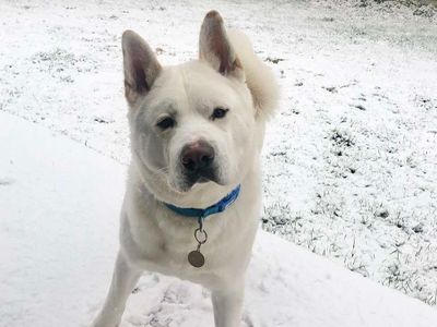 Ziggy | Akita | Evesham (Worcestershire) - 5