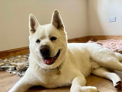 Ziggy | Akita | Darlington - 3