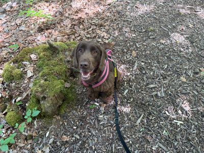 Beau | Spaniel (Cocker) | Canterbury - 3