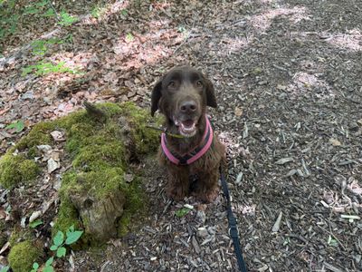 Beau | Spaniel (Cocker) | Canterbury - 1