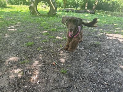 Beau | Spaniel (Cocker) | Canterbury - 1