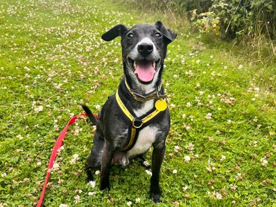Peppy | Terrier (Patterdale) Cross | Shoreham (Sussex) - 4