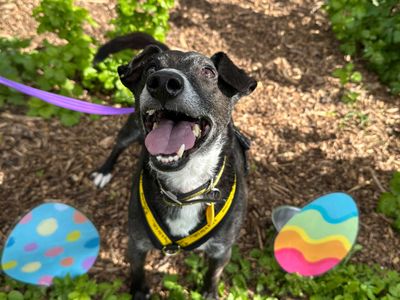 Peppy | Terrier (Patterdale) Cross | Shoreham (Sussex) - 4