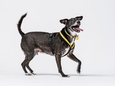 Peppy | Terrier (Patterdale) Cross | Shoreham (Sussex) - 4