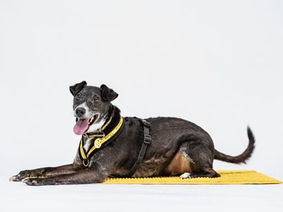 Peppy | Terrier (Patterdale) Cross | Shoreham (Sussex) - 2