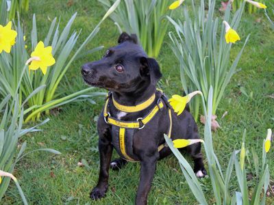 Belle, a 7 years old female Patterdale Terrier available for adoption from Dogs Trust in Merseyside