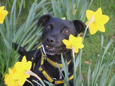 Belle — Terrier (Patterdale)