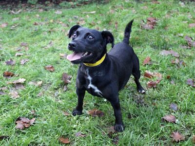 Belle, a 8 years old female Patterdale Terrier available for adoption from Dogs Trust in Merseyside