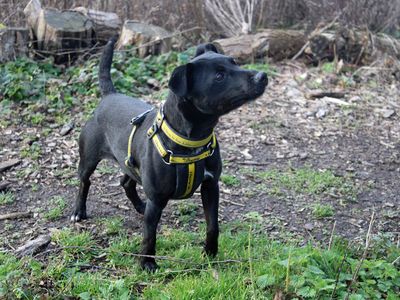Belle | Terrier (Patterdale) | Merseyside (Liverpool) - 3
