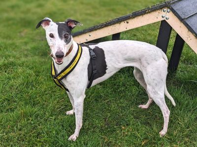 Patch | Greyhound | Harefield West London - 2
