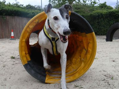 Patch, a 8 years old female Greyhound available for adoption from Dogs Trust in Greater London