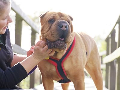 Edie | Shar Pei Cross | Leeds - 2