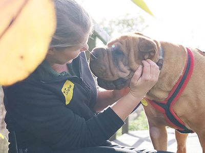 Edie | Shar Pei Cross | Leeds - 4