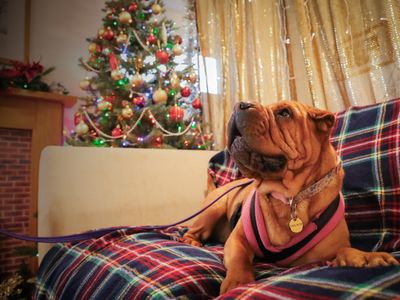 Edie | Shar Pei Cross | Leeds - 2