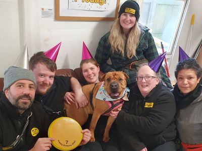 Edie | Shar Pei Cross | Leeds - 3