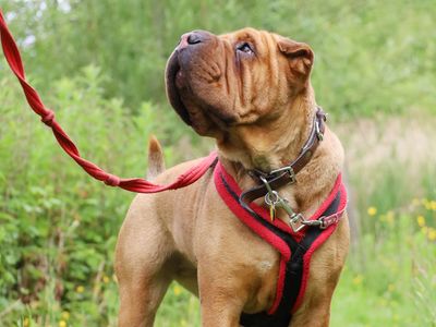 Edie, a 7 years old female Shar Pei available for adoption from Dogs Trust in West Yorkshire