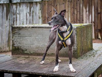 Pingu | Crossbreed | Loughborough - 5