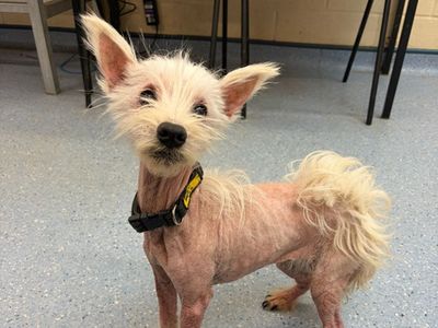 Dolly — Terrier (West Highland White)