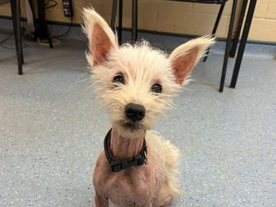 Dolly | Terrier (West Highland White) | Loughborough - 3