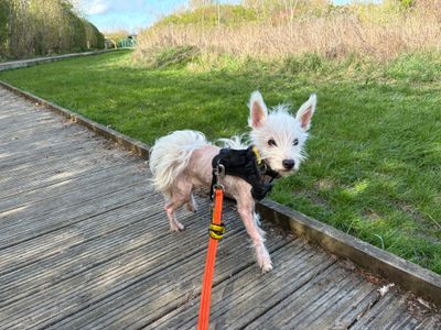 Dolly | Terrier (West Highland White) | Loughborough - 2