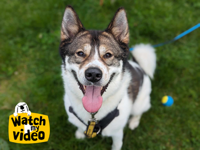 Connie | Siberian Husky Cross | Canterbury - 2