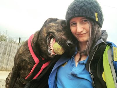 Holly, a 4 years old female Mastiff X available for adoption from Dogs Trust in Leicestershire
