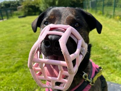 Holly | Mastiff Cross | Loughborough - 2