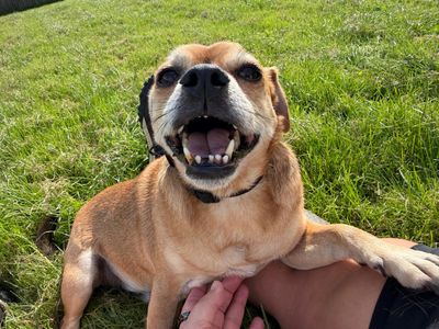 Reggie, a 7 years old male Pug X available for adoption from Dogs Trust in Wales