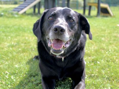 Toby | Retriever (Labrador) Cross | Evesham (Worcestershire) - 5