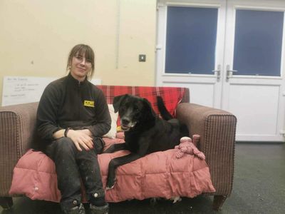 Toby | Retriever (Labrador) Cross | Evesham (Worcestershire) - 3