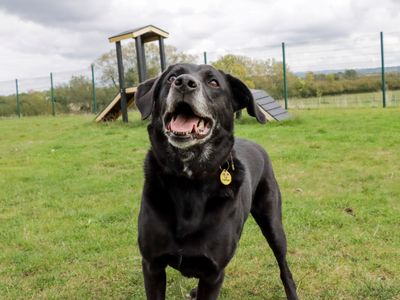 Tobias | Retriever (Labrador) Cross | Evesham (Worcestershire) - 4