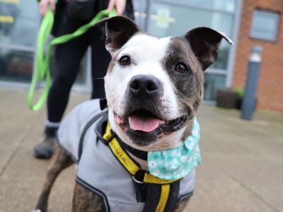 Edward | Terrier (Staffordshire Bull) | Leeds - 1