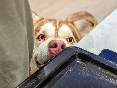 Forest | Siberian Husky Cross | Basildon (Essex) - 4