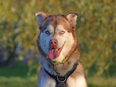 Forest | Siberian Husky Cross | Basildon (Essex) - 4