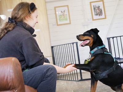 Jupiter | Dobermann | Leeds - 4