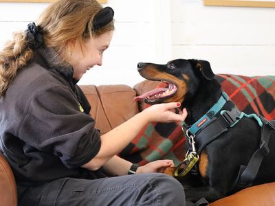 Jupiter | Dobermann | Leeds - 2