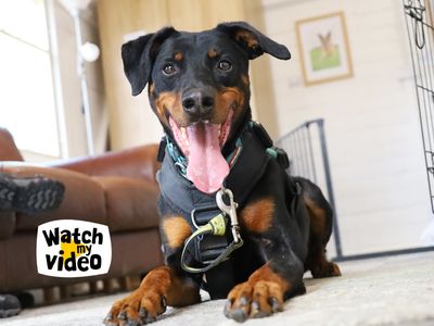 Jupiter | Dobermann | Leeds - 2