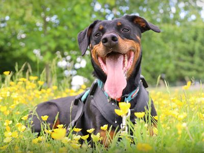 Jupiter, a 7 years old male Dobermann available for adoption from Dogs Trust in West Yorkshire