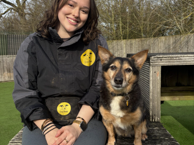 Lemmy, a 11 years old male Pembroke Welsh Corgi available for adoption from Dogs Trust in Leicestershire