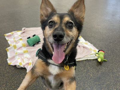 Lemmy | Welsh Corgi (Pembroke) Cross | Loughborough - 5