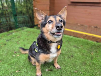 Lemmy | Welsh Corgi (Pembroke) Cross | Loughborough - 3