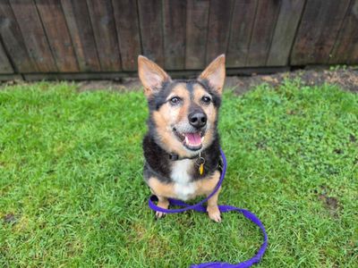 Lemmy | Welsh Corgi (Pembroke) Cross | Loughborough - 3