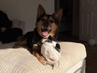 Lemmy | Welsh Corgi (Pembroke) Cross | Loughborough - 5