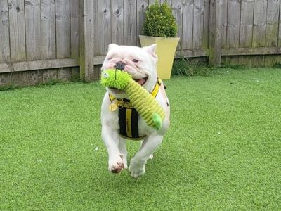 Daisy | French Bulldog Cross | West Calder (Edinburgh) - 4