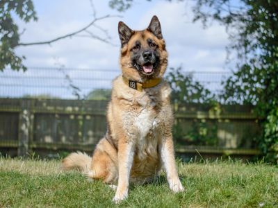 Deki | German Shepherd Dog Cross | Kenilworth (West Midlands) - 4