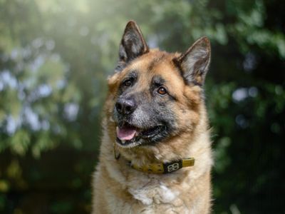 Deki | German Shepherd Dog Cross | Kenilworth (West Midlands) - 3